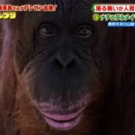 ナチュラルメイクのオランウータン［長野市茶臼山動物園］『ZOO-1グランプリ』11/30(火)【TBS】