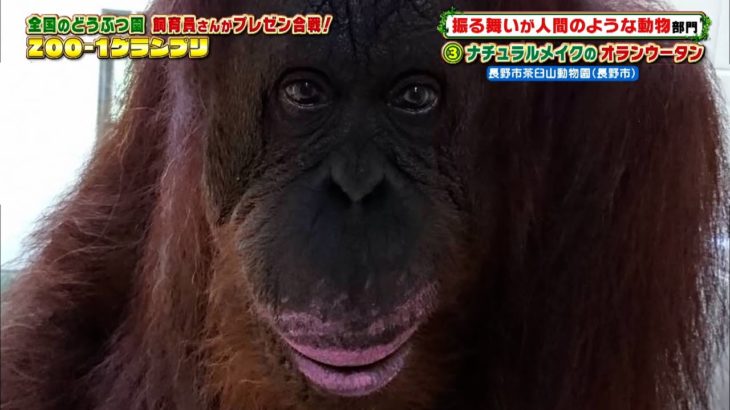 ナチュラルメイクのオランウータン［長野市茶臼山動物園］『ZOO-1グランプリ』11/30(火)【TBS】