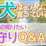 【スピリチュアル】狛犬はこんなことを言っている！🐶　みんなの知りたいお守りQ&A✨✨