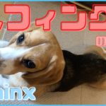 ビーグルがやるヨガ。ラブリーなスフィンクスのポーズ【ビーグル🐶セブ】Sphinx