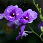 ヒーリングミュージック リラクゼーション 音楽 自然の音 | 癒し 音楽 | 瞑想 音楽 ヨガ| リラックス 音楽