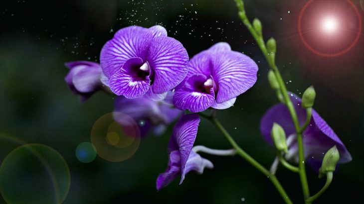 ヒーリングミュージック リラクゼーション 音楽 自然の音 | 癒し 音楽 | 瞑想 音楽 ヨガ| リラックス 音楽