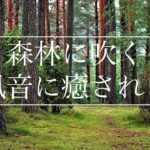 【森林に吹く風音に癒される】睡眠、瞑想、マインドフルネス　風のふく森の中で過ごす３0分　森林に吹く風、野鳥のさえずり　リニアPCM録音  | ASMR ハイレゾ