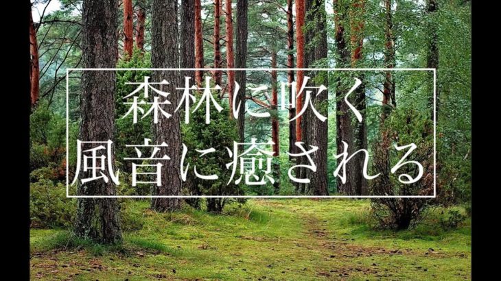 【森林に吹く風音に癒される】睡眠、瞑想、マインドフルネス　風のふく森の中で過ごす３0分　森林に吹く風、野鳥のさえずり　リニアPCM録音  | ASMR ハイレゾ
