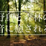 【野鳥と森林の音に癒される】睡眠、瞑想、マインドフルネス　風のふく森の中で過ごす３0分　森林に吹く風、野鳥のさえずり　リニアPCM録音  | ASMR ハイレゾ