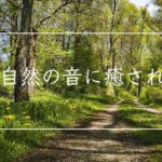 【大自然の音に癒される】瞑想、マインドフルネス、リラックス、瞑想、睡眠　森に吹く風の中で過ごす30分　リニアPCM録音  | ASMR ハイレゾ