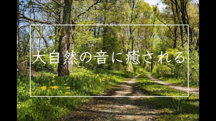 【大自然の音に癒される】瞑想、マインドフルネス、リラックス、瞑想、睡眠　森に吹く風の中で過ごす30分　リニアPCM録音  | ASMR ハイレゾ