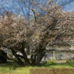 マインドフルネス動画5月①