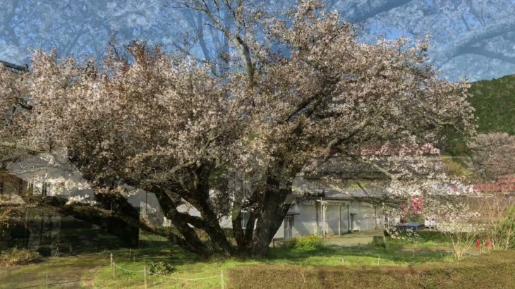 マインドフルネス動画5月①