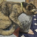 【驚愕】まるでヨガ！かわいいサビ猫、綺麗に90度になって膝の上でくつろぐ【猫×vlog】