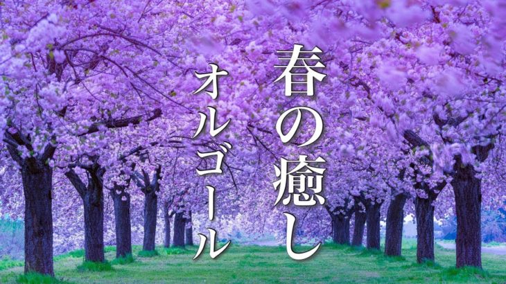 春のオルゴール曲メドレー【ゆったり睡眠用BGM】心が落ち着く癒しのメロディー♪