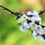 【癒し音楽BGM】リラックスできるピアノ音楽：瞑想音楽、器楽、心を落ち着かせる音楽、ソフトミュージック、ディープスリープミュージック