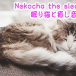 【睡眠用BGM音小さめ】眠り猫と癒し音楽Vol.1