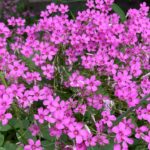 風に揺れる小さな花 カタバミ | Chill 休養 癒し リラックス 瞑想 作業用 勉強用