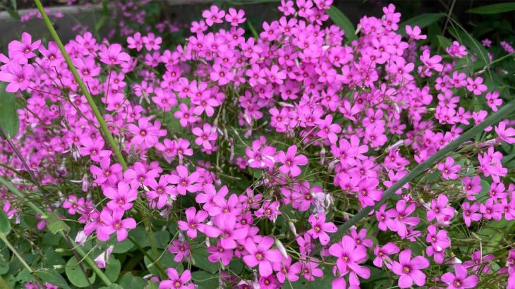 風に揺れる小さな花 カタバミ | Chill 休養 癒し リラックス 瞑想 作業用 勉強用