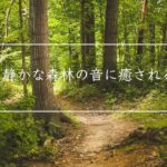 【静かな森林の音に癒される】瞑想、マインドフルネス　瞑想の為の静かな森の中で過ごす３０分　森林、野鳥のさえずり　リニアPCM録音  | ASMR ハイレゾ