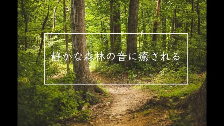 【静かな森林の音に癒される】瞑想、マインドフルネス　瞑想の為の静かな森の中で過ごす３０分　森林、野鳥のさえずり　リニアPCM録音  | ASMR ハイレゾ