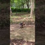 【 #shorts 】Online Yoga / オンラインヨガ教室🧘‍♀️in Forest