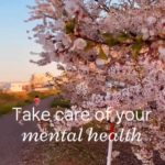 【マインドフルネス癒し】夕方散歩、桜、カモメ