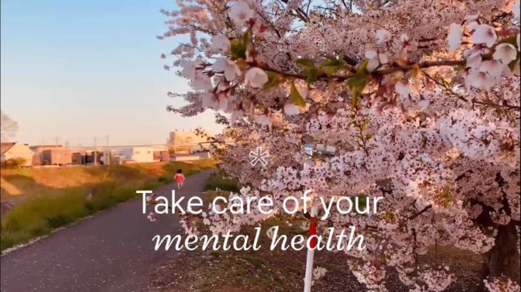 【マインドフルネス癒し】夕方散歩、桜、カモメ
