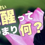 【覚醒】スピリチュアルでよく聞く「覚醒」とは?そしてそれを妨げるものとは何なのか? を言語化してみました。
