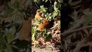 猫のマインドフルネス映像！