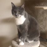 【ヨガを楽しむ猫】リビングの真ん中で、ヨガを楽しんでるクーちゃんが可愛い。💕