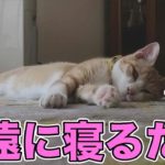 【睡眠導入】あいのすけが永遠に寝るだけの癒し動画【猫】