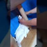 猫と癒しと睡眠…