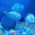 かわいいクラゲ　癒し　脳内洗浄　睡眠効果期待　あえて音無しで　しながわ水族館　癒される　可愛い　麗しの動物たち　リラックス　リフレッシュ 1