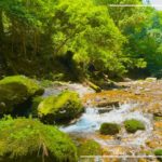 【5分】マインドフルネス瞑想 – 森の中の雰囲気【自然を味わう】