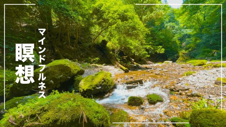 【5分】マインドフルネス瞑想 – 森の中の雰囲気【自然を味わう】