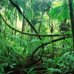 【癒しのジャングルBGM】都市を離れ、熱帯雨林でヒーリング　（瞑想 集中 睡眠 作業 ストレス解消）