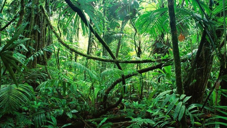 【癒しのジャングルBGM】都市を離れ、熱帯雨林でヒーリング　（瞑想 集中 睡眠 作業 ストレス解消）