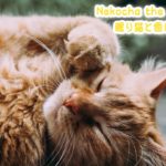 【睡眠用BGM音小さめ】眠り猫と癒し音楽Vol.5