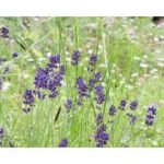 にいがたマインドフルネス（鳥屋野潟公園）PV