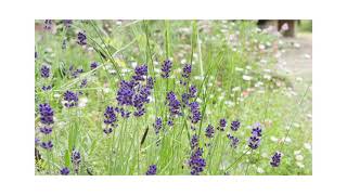 にいがたマインドフルネス（鳥屋野潟公園）PV