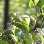 リラックス音楽【深い睡眠へ誘う睡眠導入音楽　癒しの音楽を聴いてぐっすりと熟睡する　心身の休息と疲労回復、Relaxing Sleep Music