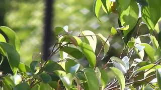 リラックス音楽【深い睡眠へ誘う睡眠導入音楽　癒しの音楽を聴いてぐっすりと熟睡する　心身の休息と疲労回復、Relaxing Sleep Music