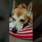 【元保護犬】今にも寝そうワンコ#保護犬#睡眠#癒し#shorts