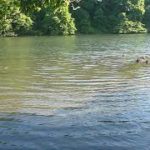 ゆったりとした小網代湾の波・マインドフルネス