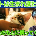 ペットとあなたの楽しい生活！スピリチュアルから見たその意味とは？