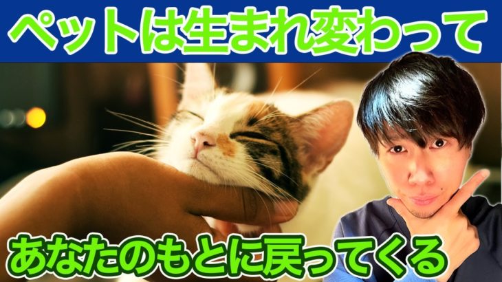 ペットとあなたの楽しい生活！スピリチュアルから見たその意味とは？