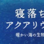 【睡眠導入／癒し】寝落ちアクアリウム『暖かい海の生物』