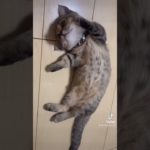 ぽんず先生の猫ヨガ教室が始まりました。