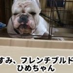 【癒し睡眠】フレンチブルドックの日常