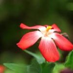 グッドモーニングミュージック ポジティブバイブヒーリング瞑想 リラックスのための平和なピアノ音楽とギター音楽