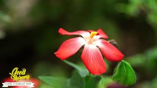 グッドモーニングミュージック ポジティブバイブヒーリング瞑想 リラックスのための平和なピアノ音楽とギター音楽