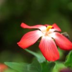 グッドモーニングミュージック ポジティブバイブヒーリング瞑想 リラックスのための平和なピアノ音楽とギター音楽