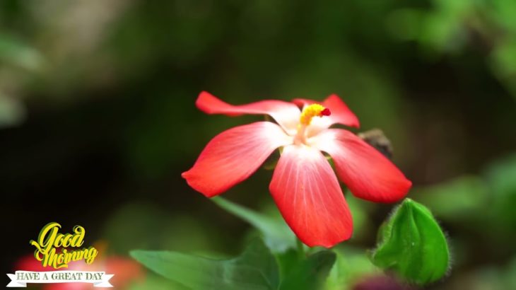 グッドモーニングミュージック ポジティブバイブヒーリング瞑想 リラックスのための平和なピアノ音楽とギター音楽